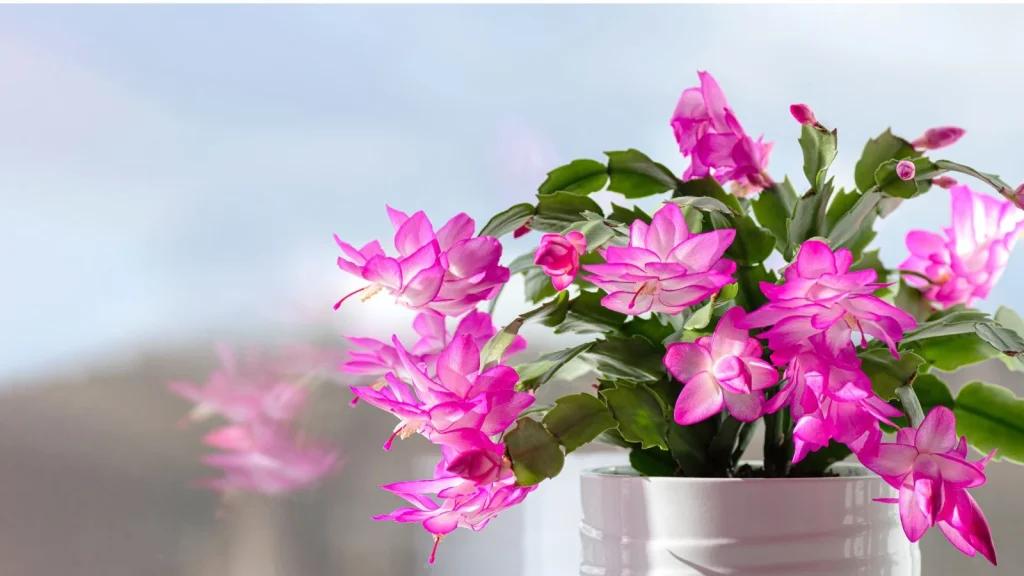 Why Your Thanksgiving Cactus Blooms Too Early (and How to Fix it)