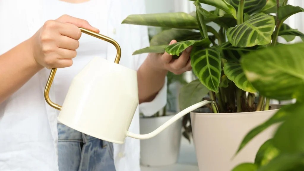When and How to Water Your Calathea Plant