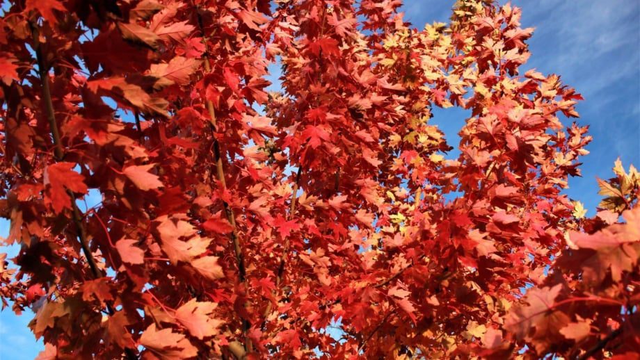 How to Plant, Grow, and Care For ‘Autumn Blaze®’ Maple Trees