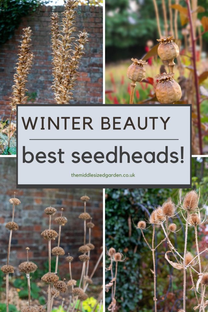 The 20 Best Plants for Seedheads – Beauty, Wildlife and Less Work in the Garden – The Middle-Sized Garden