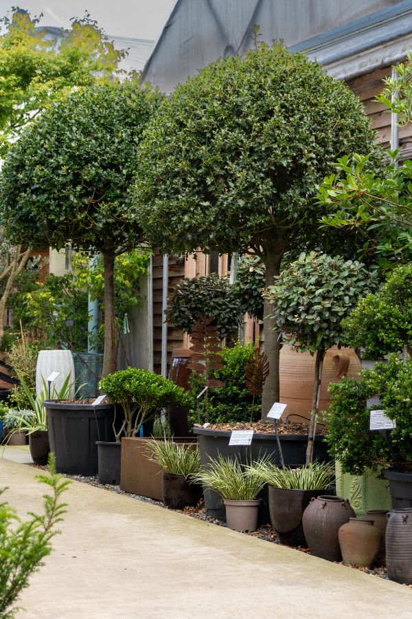 How to Choose the Best Garden Screening Plants – What’s New & What Works – The Middle-Sized Garden