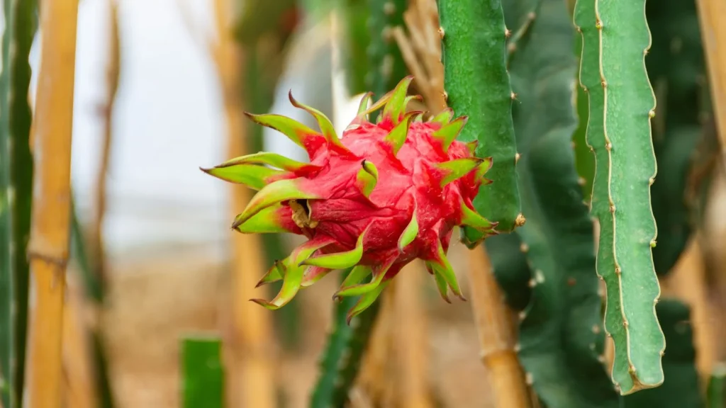 How to Grow Dragon Fruit in Raised Beds