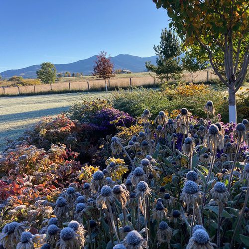 Judy’s First Frost in Montana