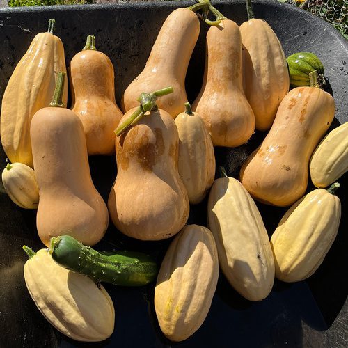 A Harvest from Barbara’s Front-Yard Veggie Garden
