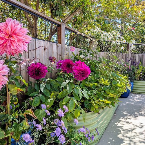 Adriana’s California Container Garden in Late Summer
