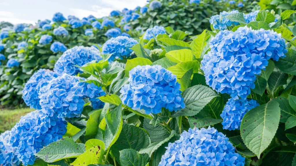 7 Ways to Keep Your Hydrangeas Blue