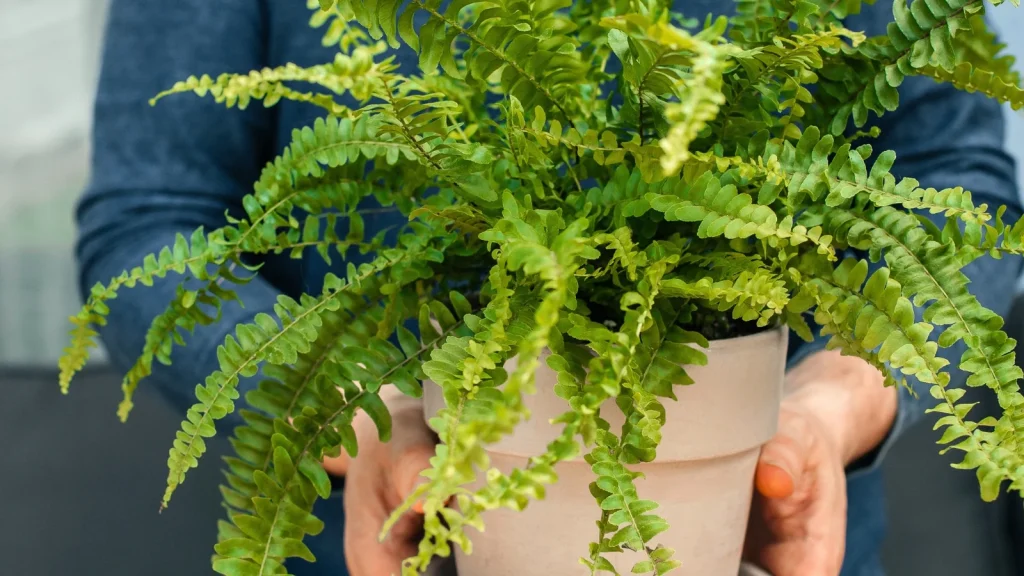 Do This Before Bringing Your Boston Fern Inside for Winter