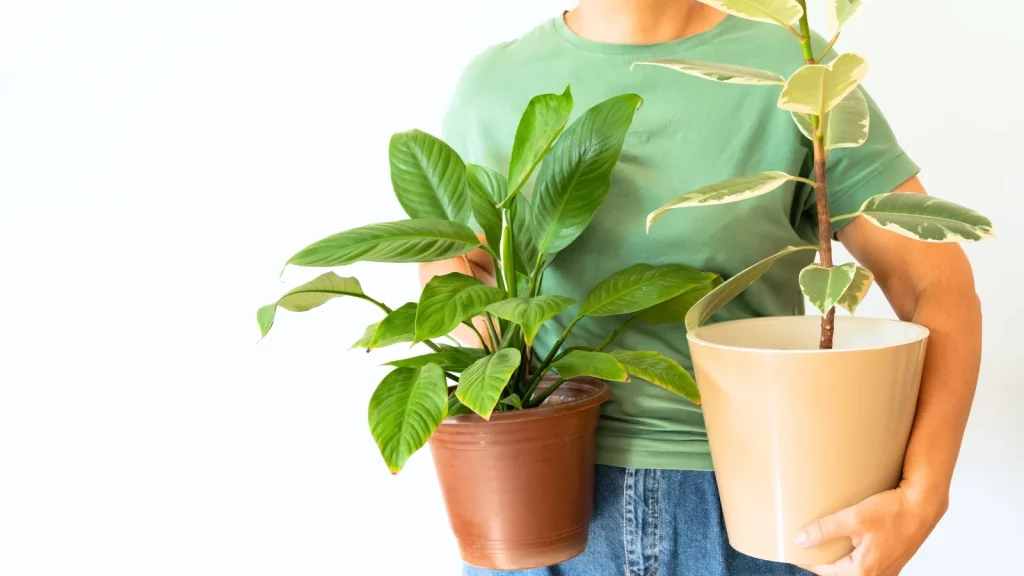 Don’t Make These 7 Mistakes When Bringing Houseplants in for the Season