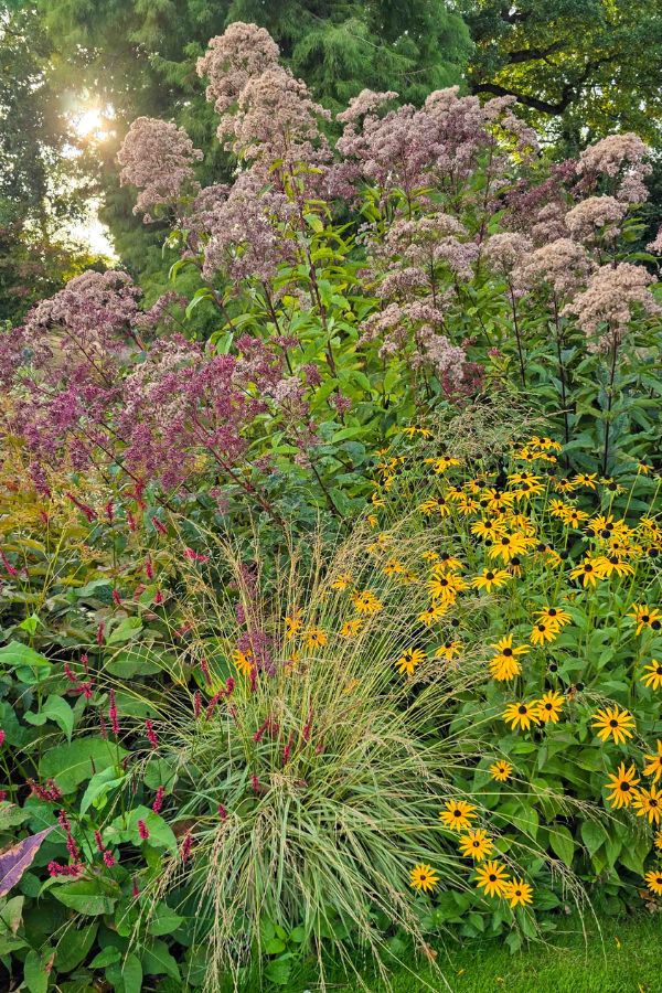 12 Autumn Perennials for Sun and Shade: Resilient Border Ideas from Beth Chatto’s Head Gardener – The Middle-Sized Garden