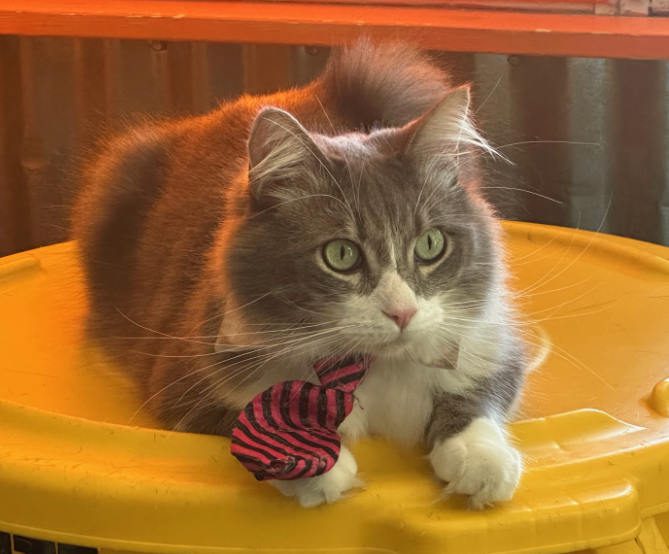 So Many Cats | Root Simple