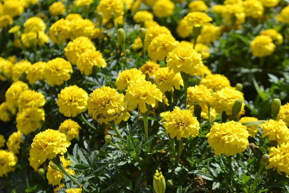 Roots in Rhythm: Surrendering to the Earth’s Gentle Pulse