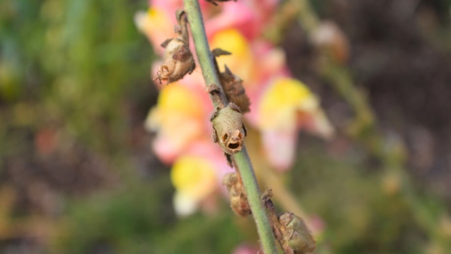 When and How to Collect Snapdragon Seeds for Next Year’s Blooms