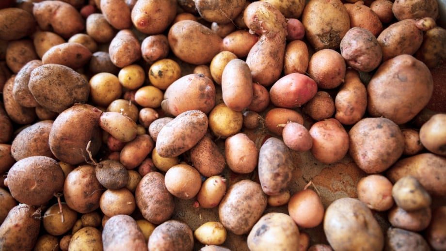 How to Cure Potatoes for Long-Term Storage