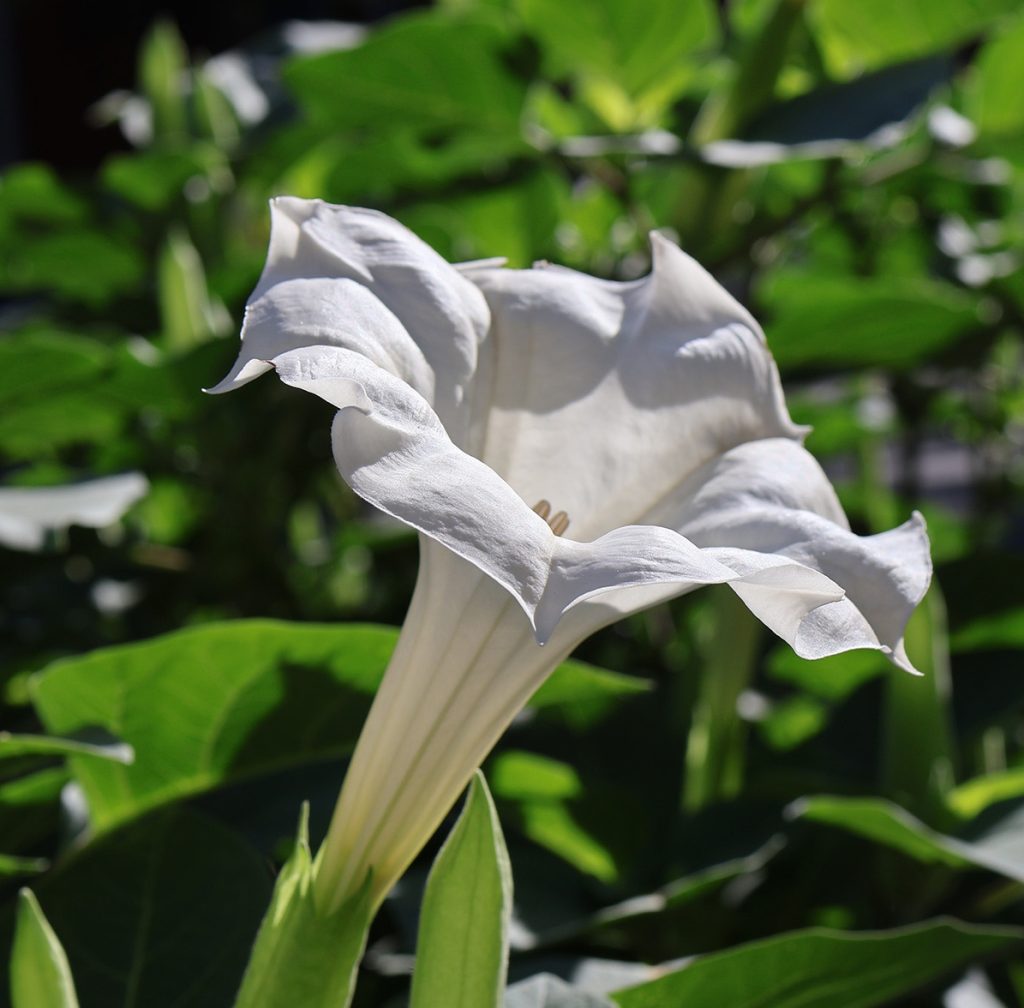 How to Grow Devil’s Trumpet Flower, a White Bloom with a Sweet Perfume