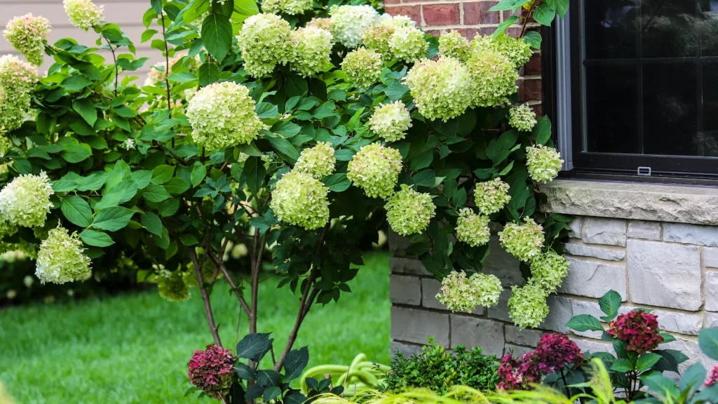 9 Dwarf Hydrangea Trees Perfect for Home Landscapes