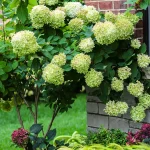 9 Dwarf Hydrangea Trees Perfect for Home Landscapes