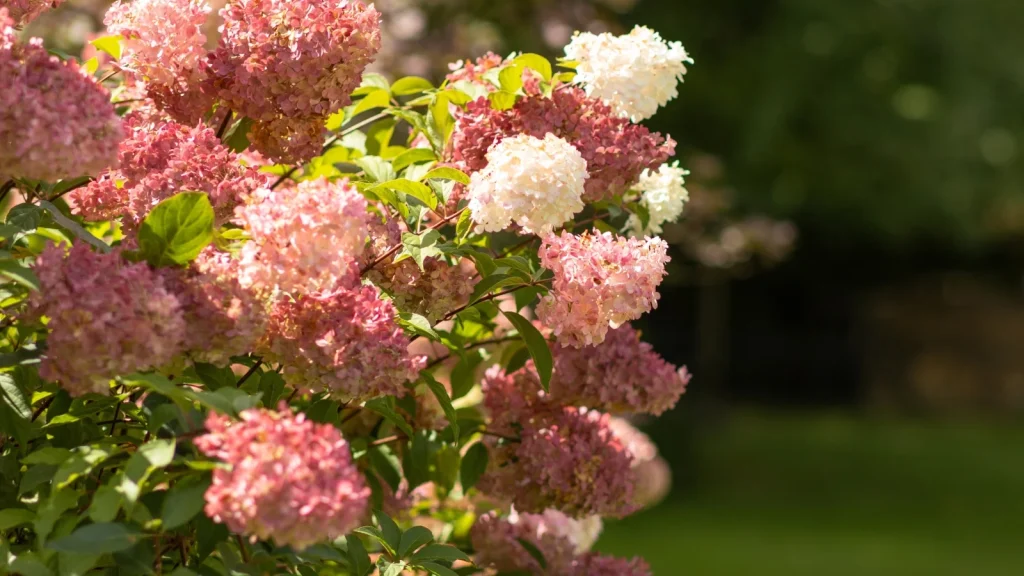 13 Pretty Hydrangea Colors That Shine in the Garden