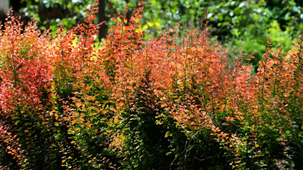 Don’t Plant These 11 Invasive Shrubs in Your Landscape