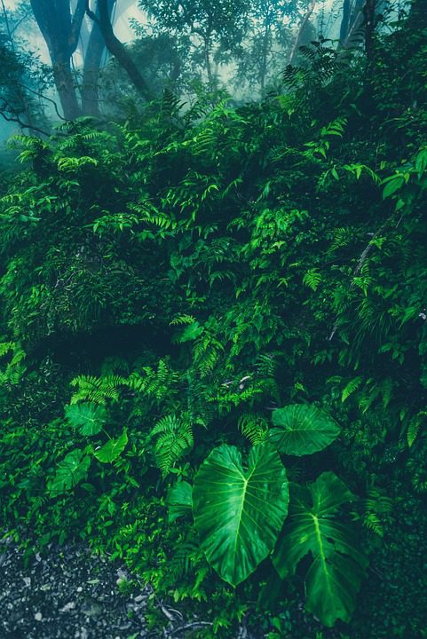 “Cocoon of Whispering Greens: Sanctuaries Woven in Vertical Gardens”