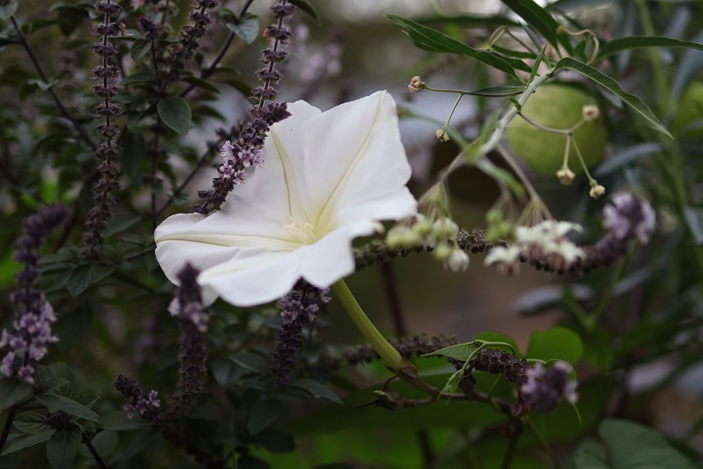 How to Grow Ipomea Alba, a Night-Blooming Flower