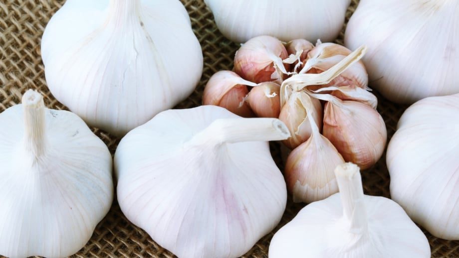 How to Plant, Grow, and Care for ‘Nootka Rose’ Softneck Garlic