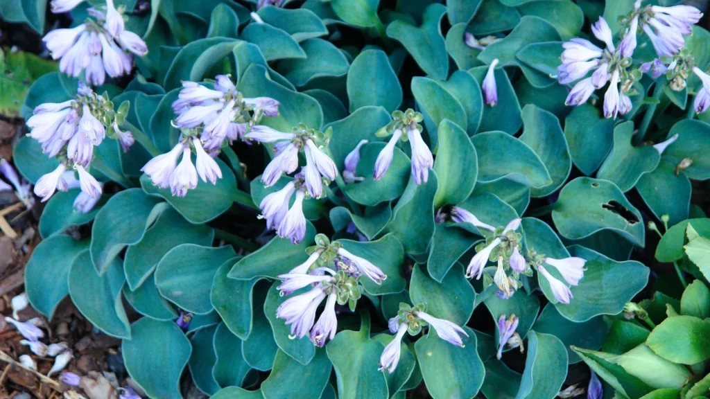 17 Plants With Blue Foliage