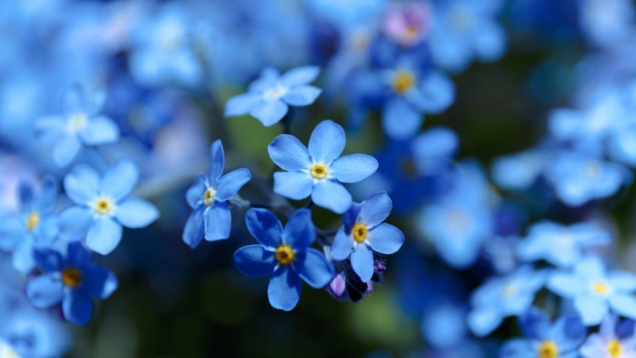 Are Flowers Really Blue? 21 Best Plants with True Blue Blooms