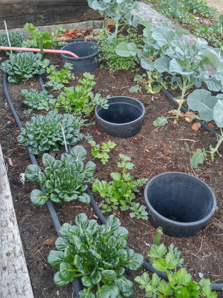 Garden Resolutions For The New Year