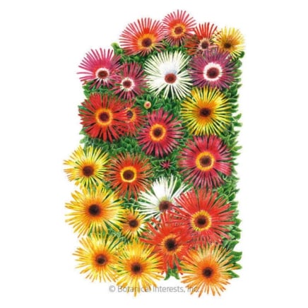 sparkle blend iceplant (livingstone daisy) seeds