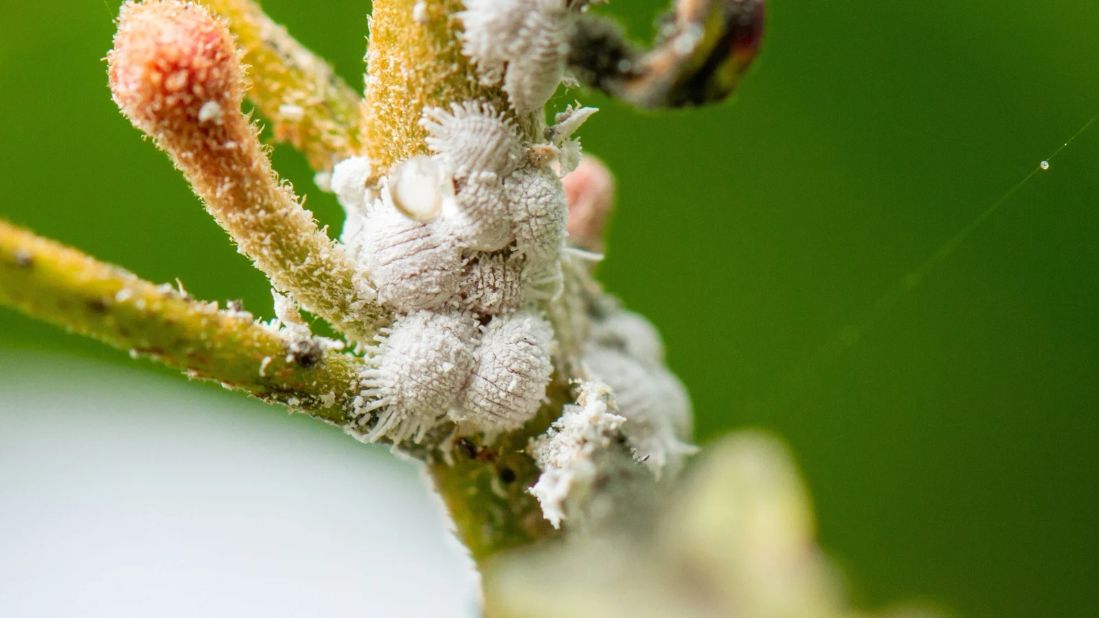 close-up of a plant stem densely covered with tiny, oval, soft-bodied white insects clustered along the surface, forming a thick cottony layer.
