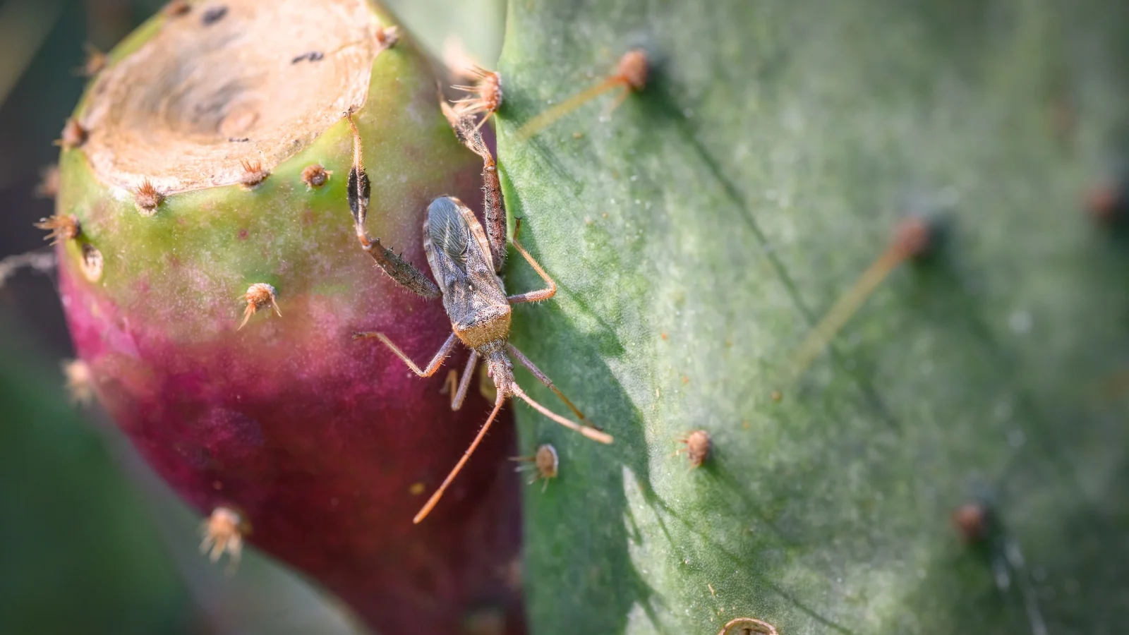 close-up of a leaf-footed cactus bug with elongated body and leaf-like hind legs perched on a green cactus paddle.
