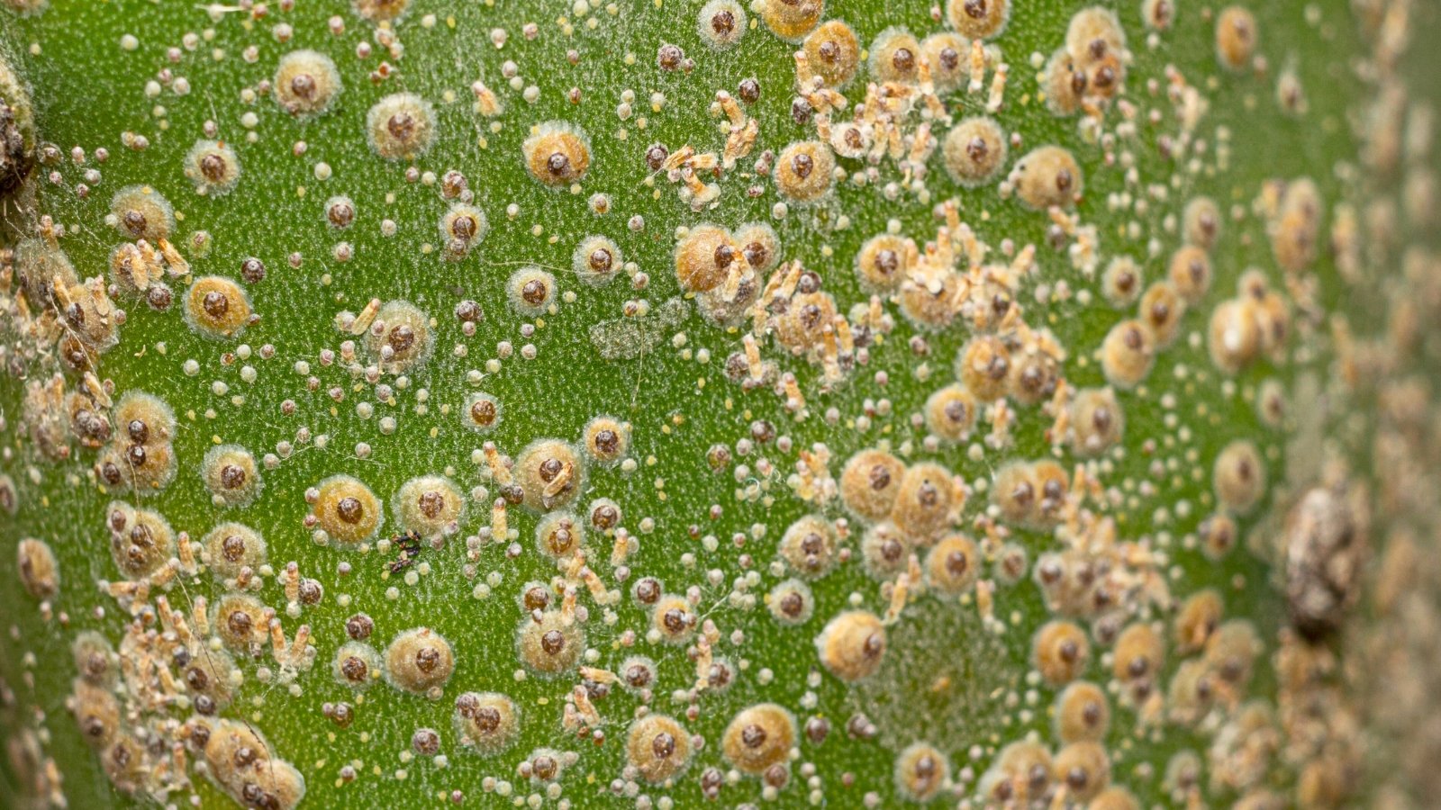 close-up of a cactus stem dotted with small, rounded, brownish scale insects tightly attached along its surface.
