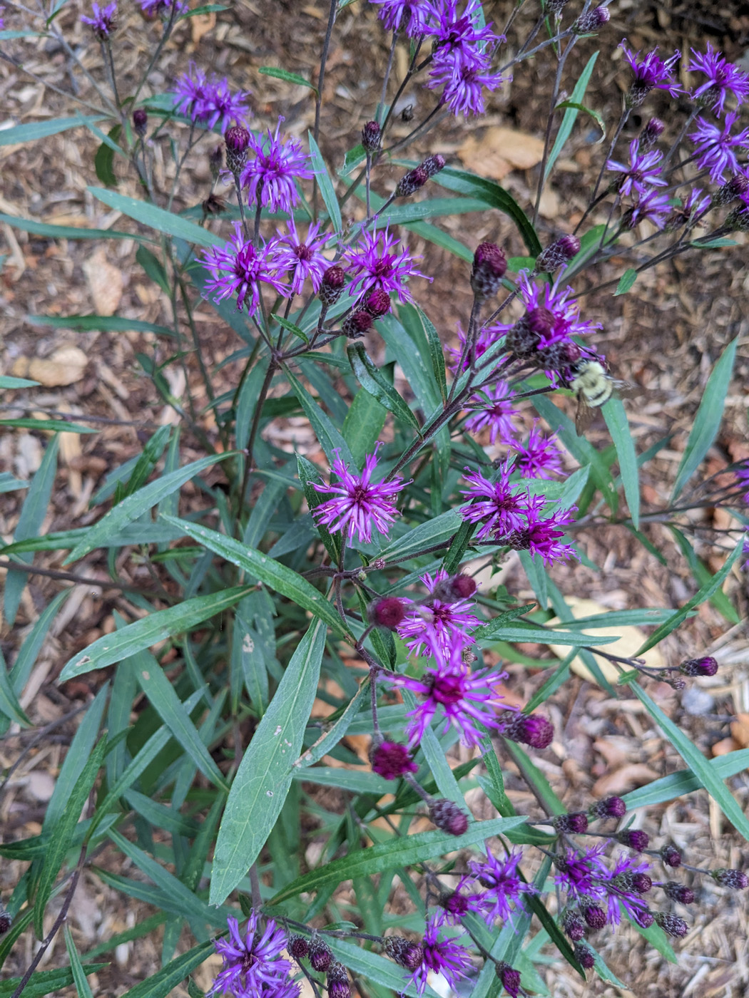 ‘prairie princess’ ironweed