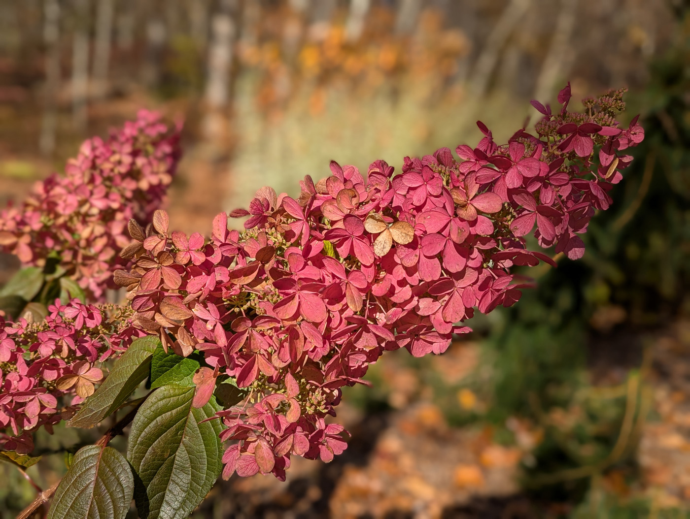 berry white™ panicle hydrangea in fall