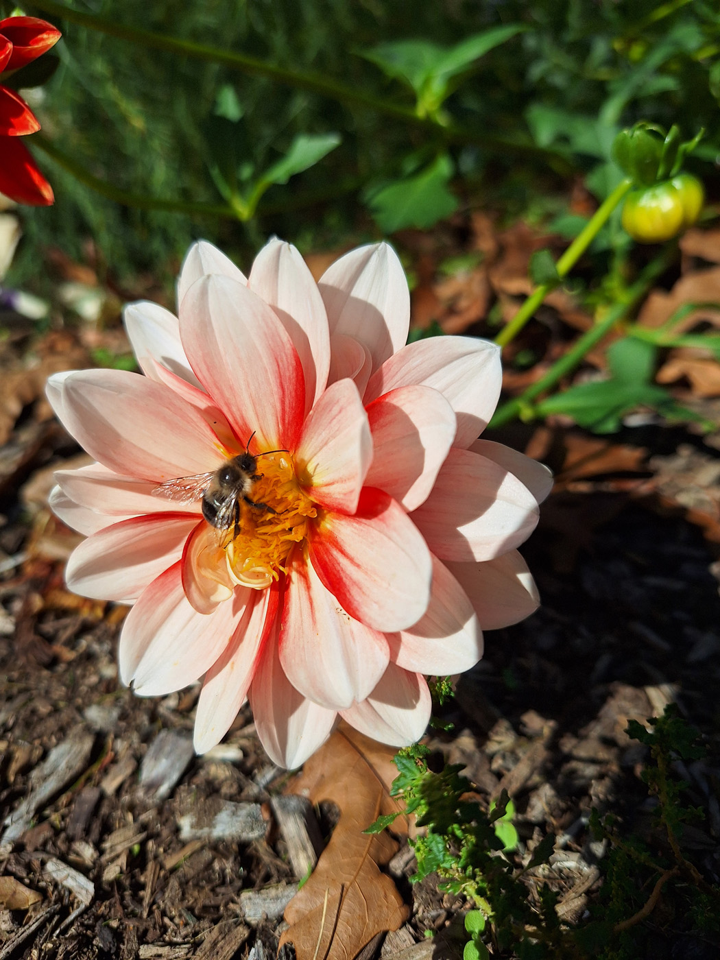 ‘tangerine sorbet’ dahlia