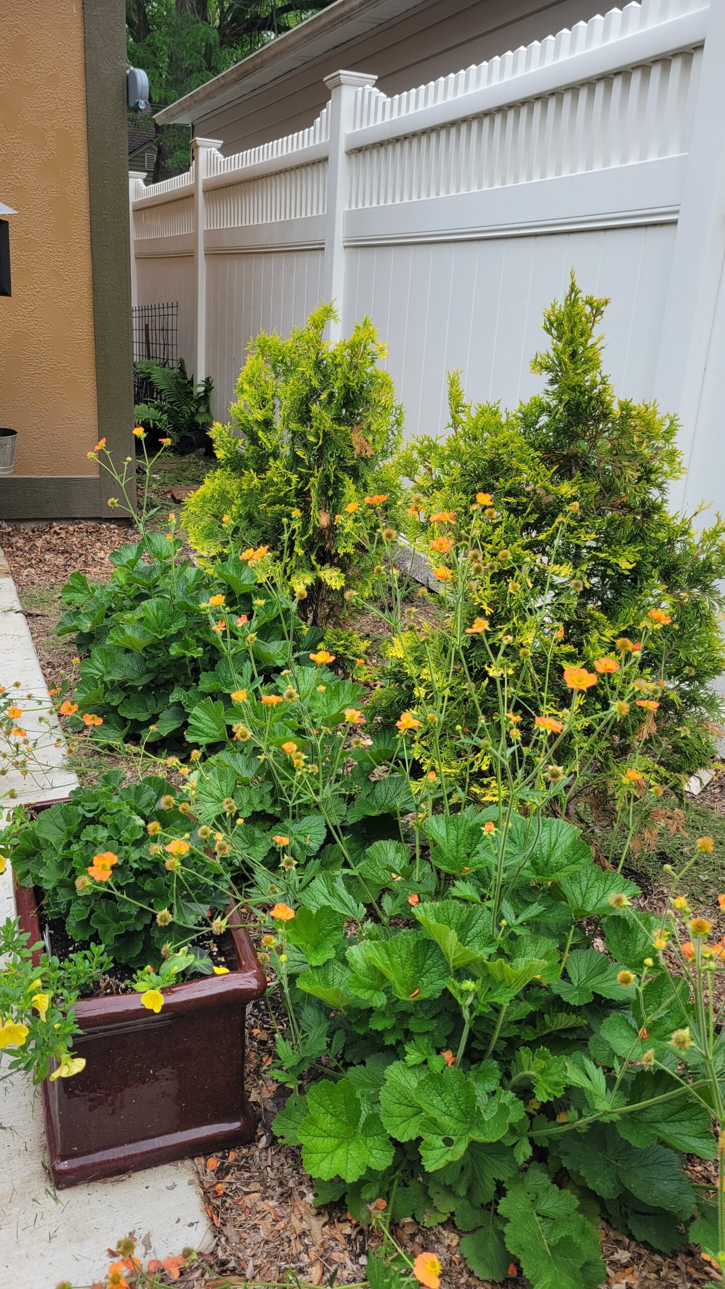 ‘totally tangerine’ geum habit in a garden bed