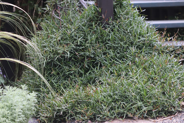 vines chickadee gardens