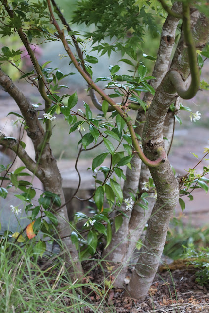 vines chickadee gardens