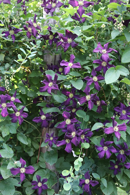vines chickadee gardens