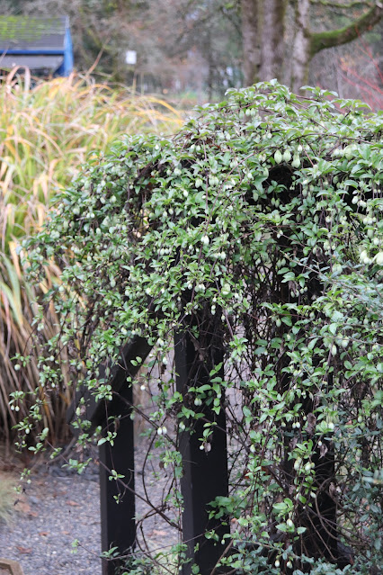 vines chickadee gardens
