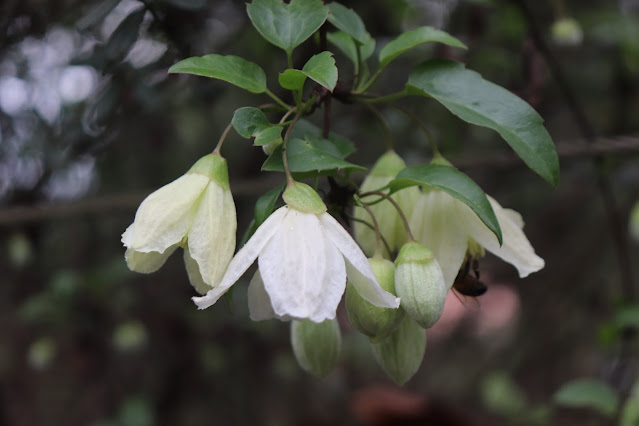 vines chickadee gardens