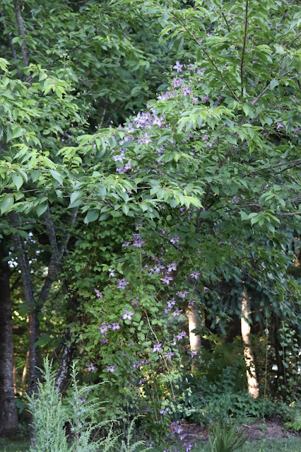 vines chickadee gardens