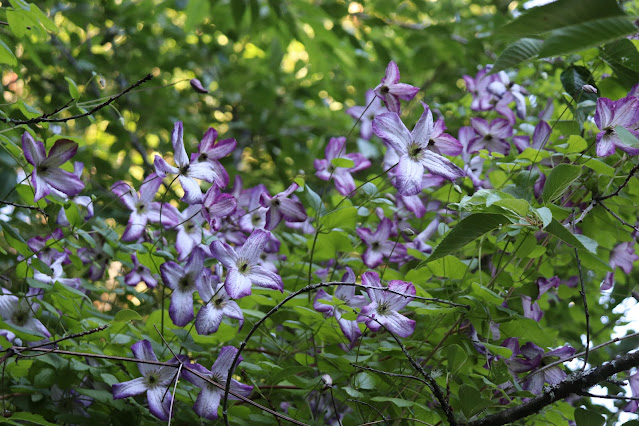 vines chickadee gardens