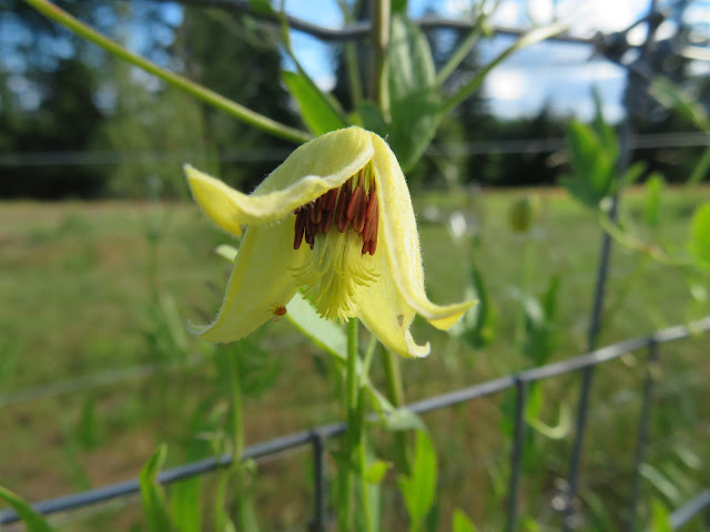 vines chickadee gardens