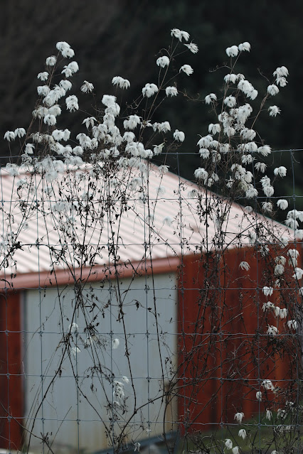 vines chickadee gardens