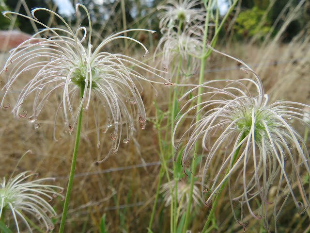 vines chickadee gardens