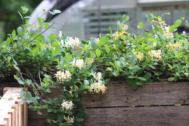 vines chickadee gardens