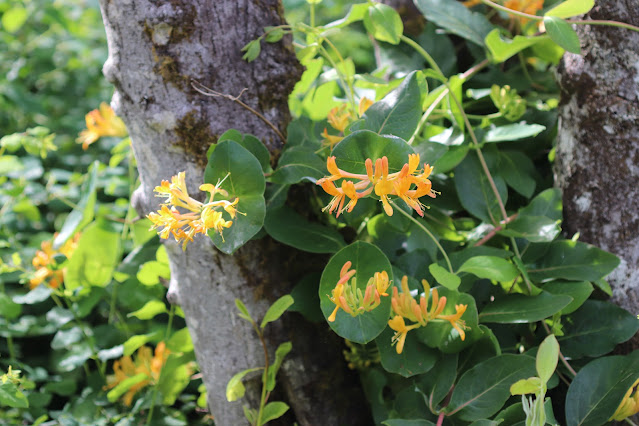 vines chickadee gardens