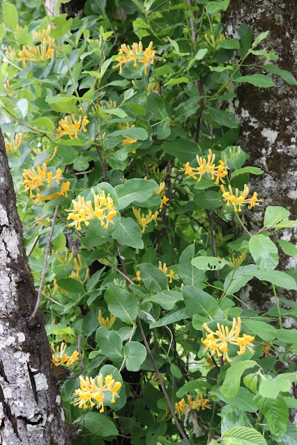 vines chickadee gardens