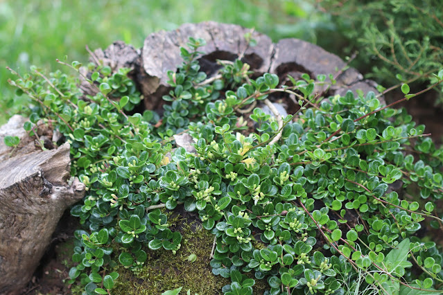 vines chickadee gardens